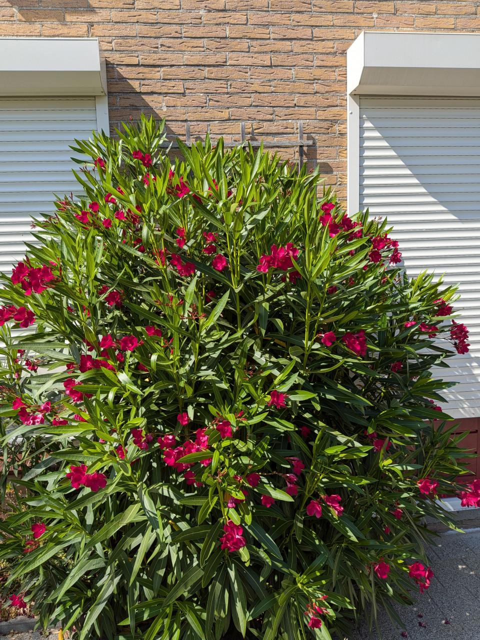 Oleanders