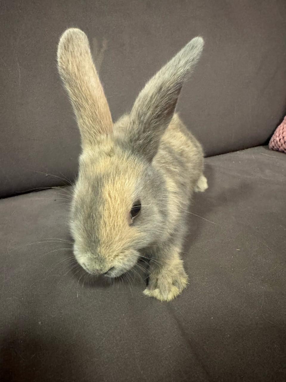 Lieve baby konijntje