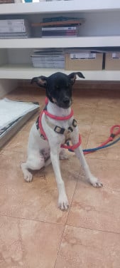 Alora Dog Rescue: Kleine Cristi liep verdwaald rond