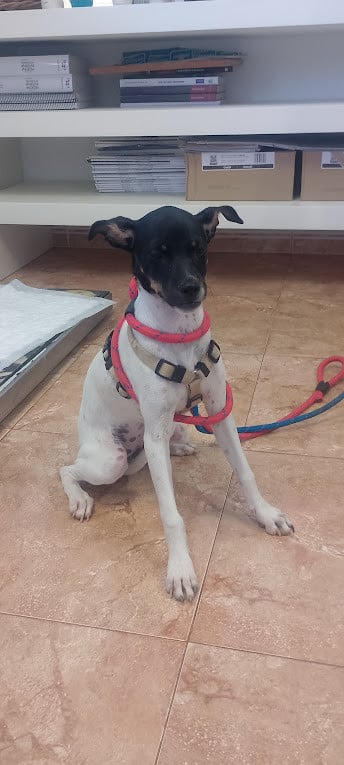 Alora Dog Rescue: Kleine Cristi liep verdwaald rond