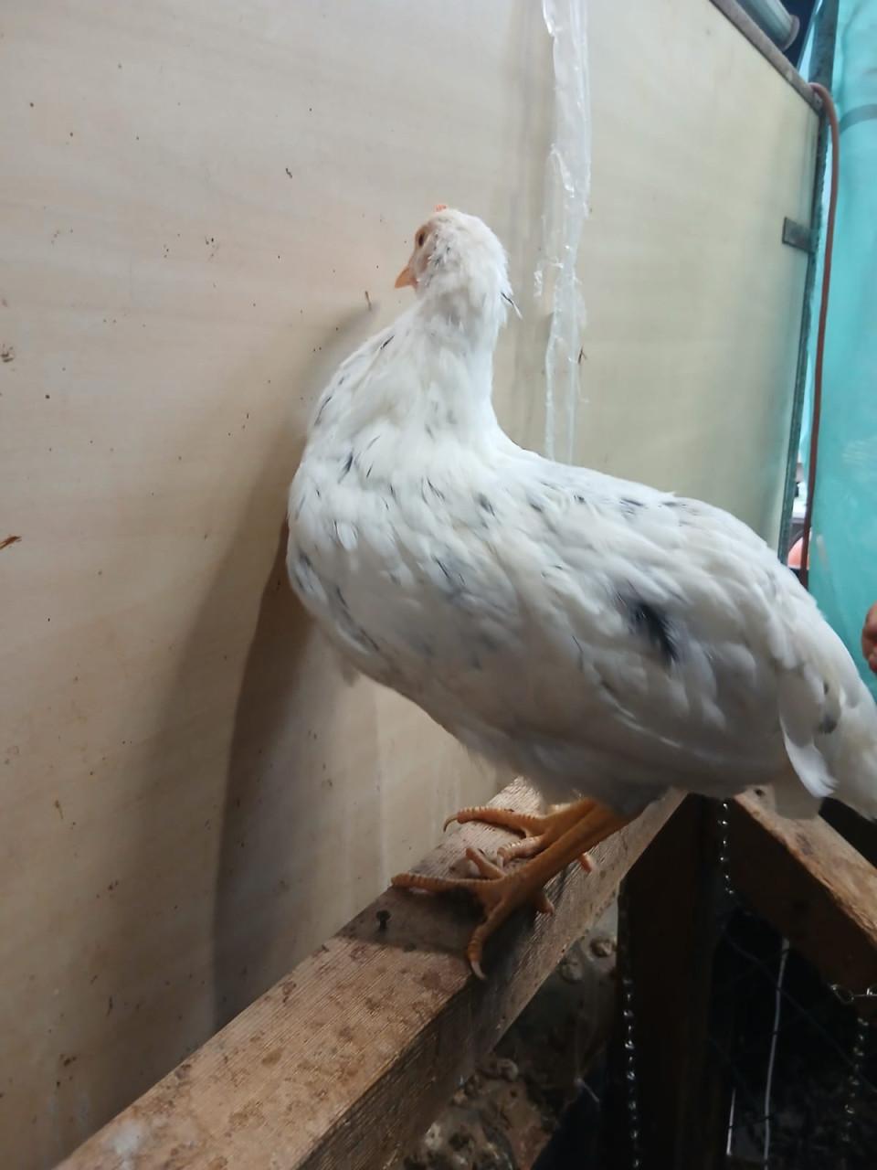 Legkippen