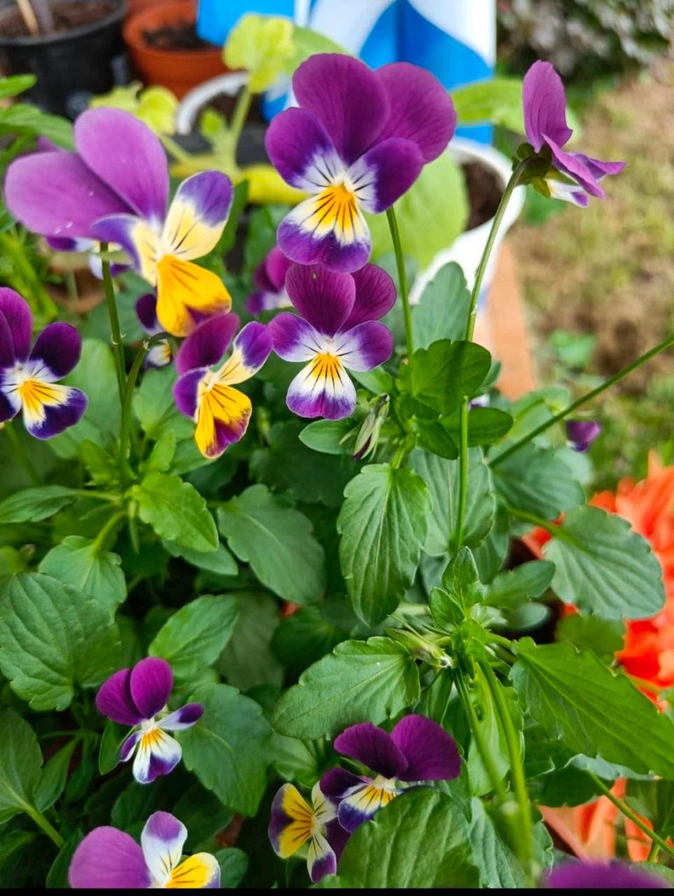 Zaden Driekleurig Viooltje - Viola Tricolor