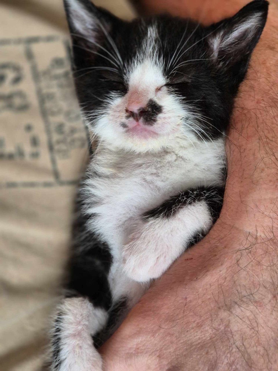 Nog 1 van de 5 super sociale met de handopgevoede kittens te koop