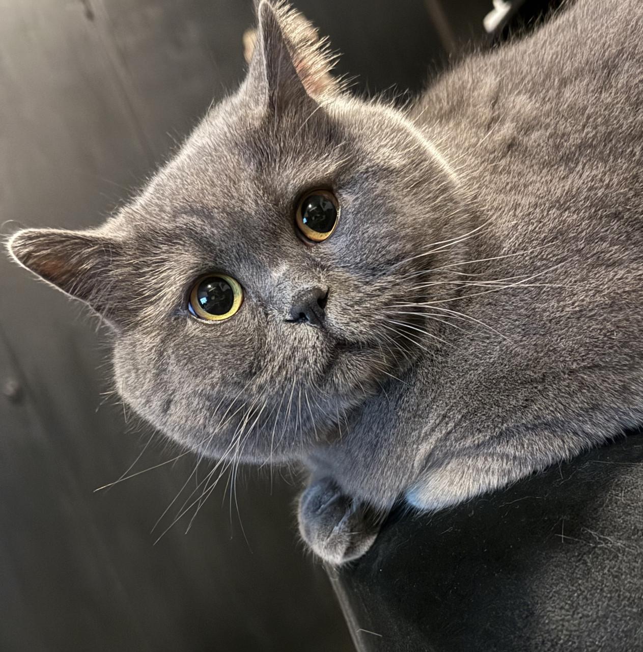 Lieve Britse korthaar kater