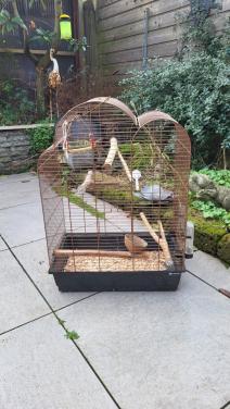 Catarina parkieten met kooi