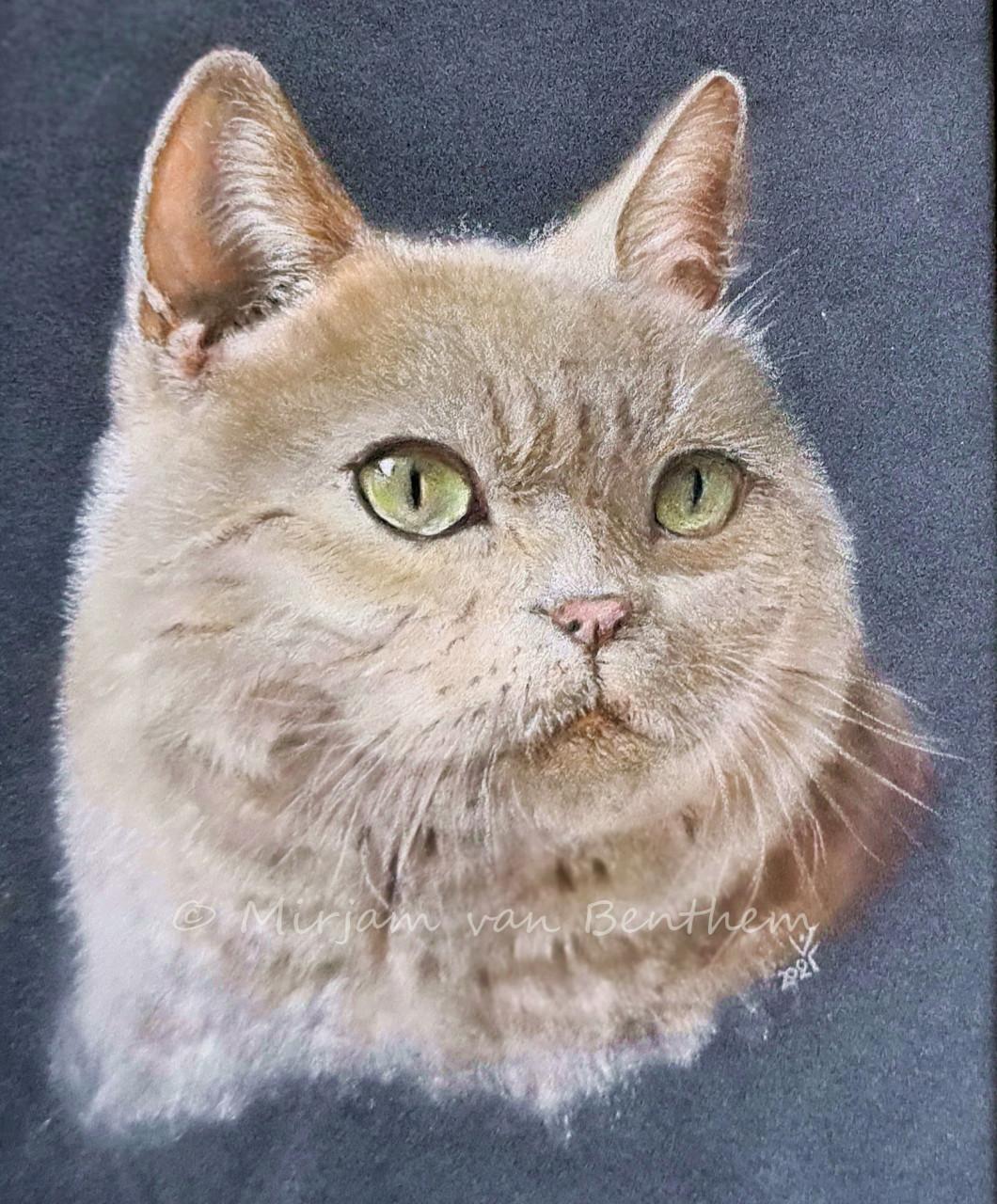 Portret van uw huisdier