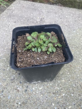 Verbena zaailingen P9 potje