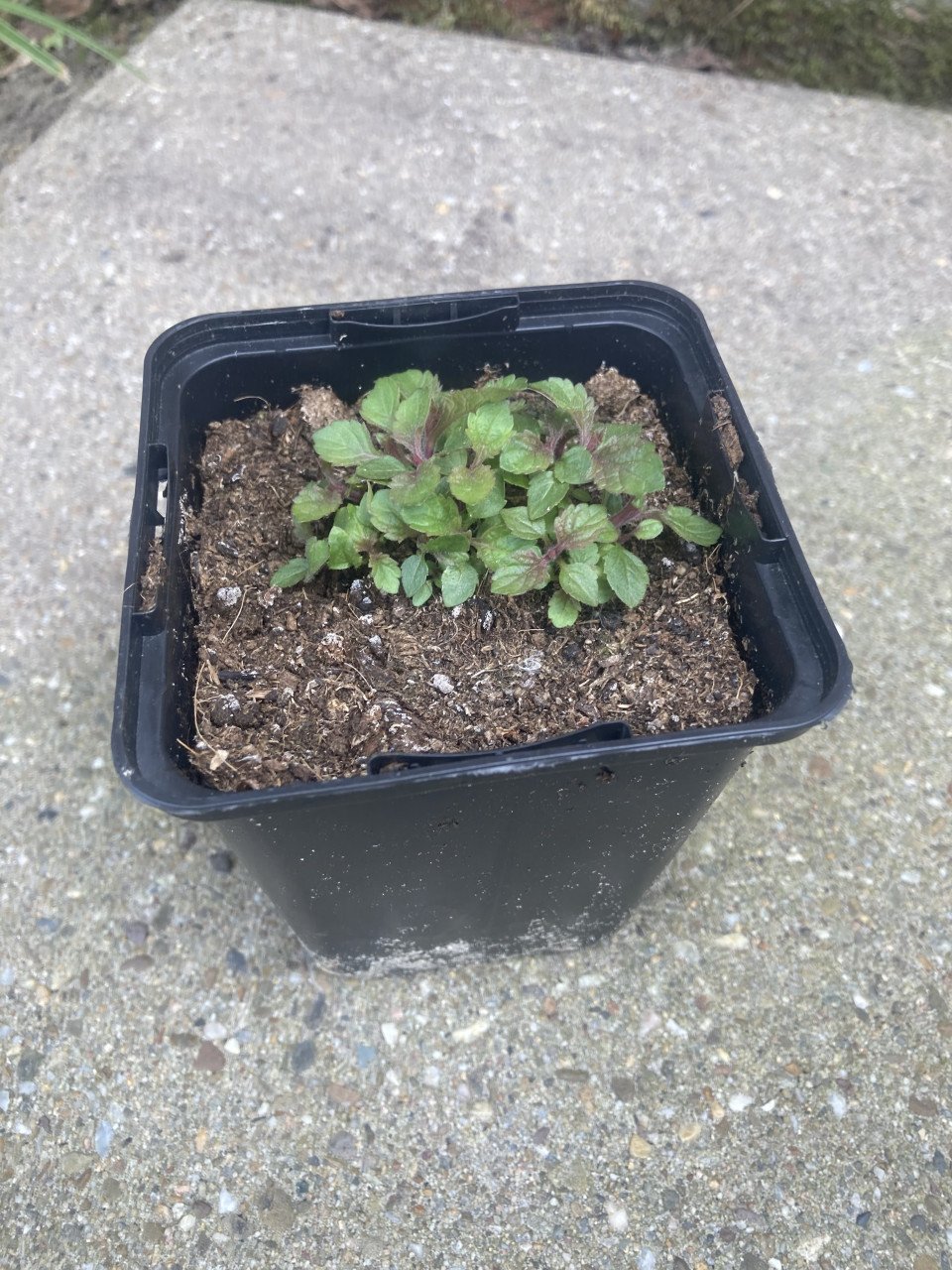 Verbena zaailingen P9 potje