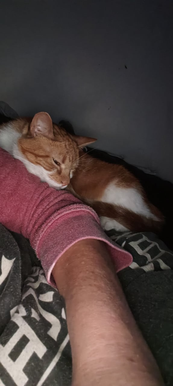 Katten zoeken 5* huisje