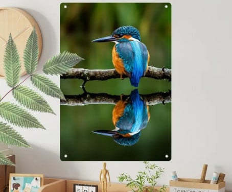 Reflectie ijsvogel ( aluminium 20x30 + nieuw )