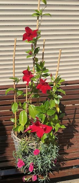 Prachtige Mandevilla (Dipladenia) met helderrode bloemen