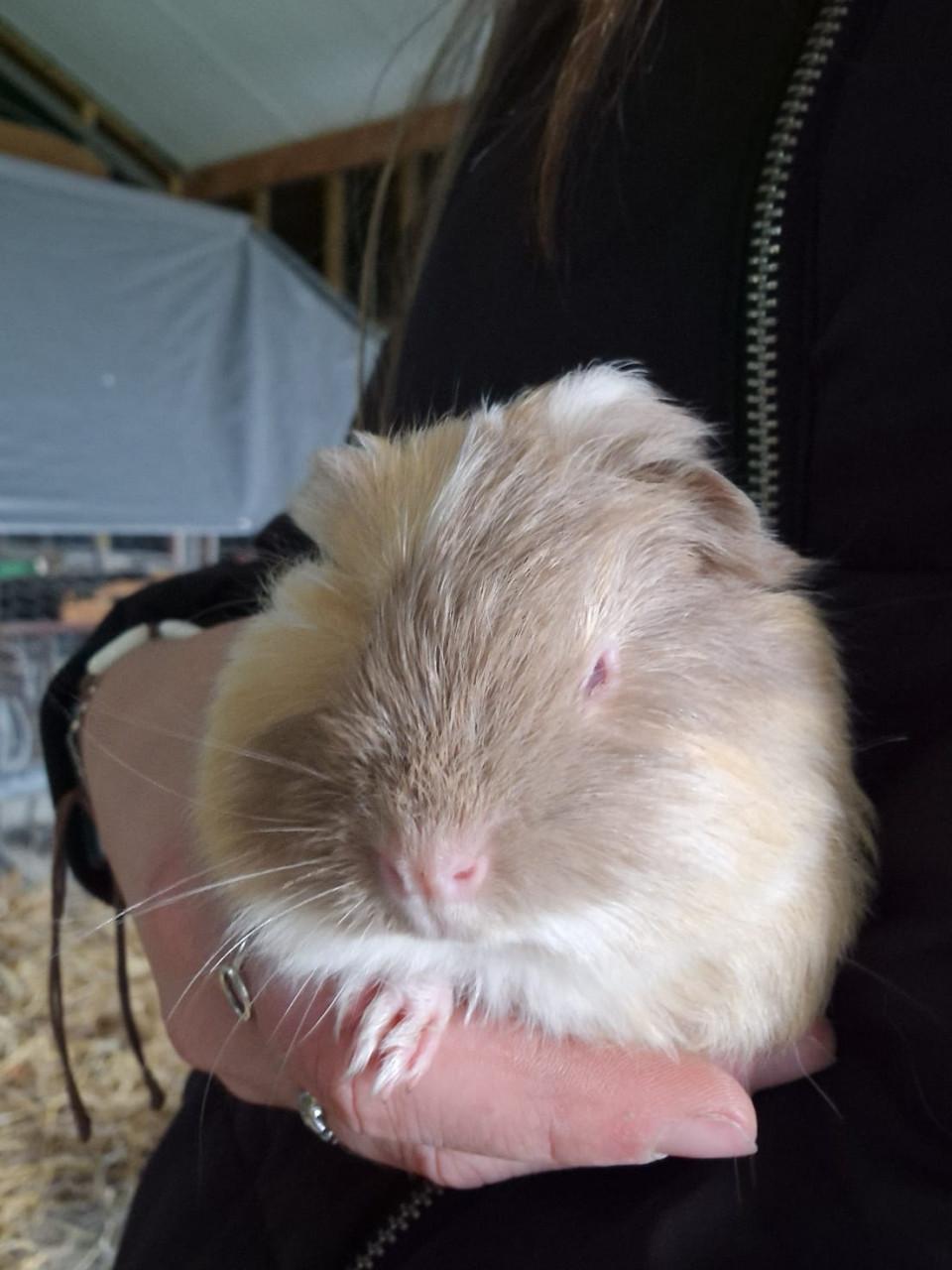 Schattige cavia’s!!