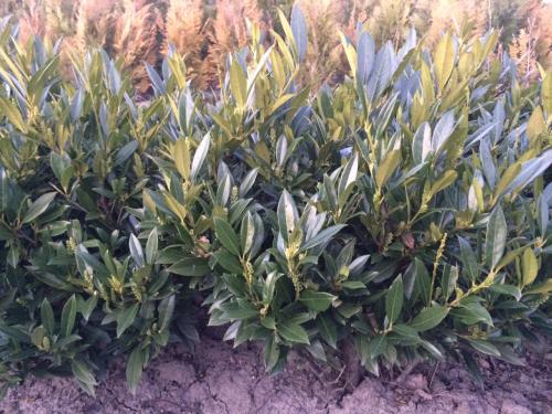 Laurierstruik Otto Luyken