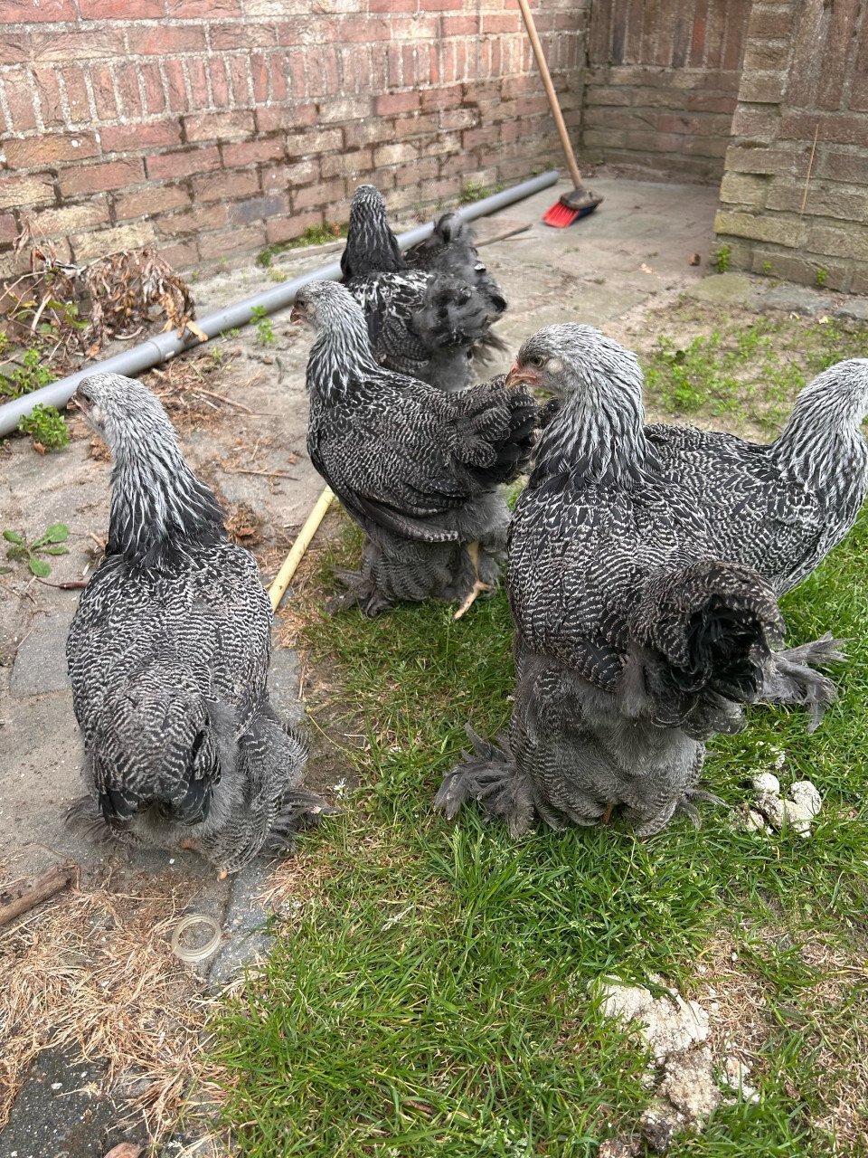 Brahma zilverpatrijs groothoenders hennen