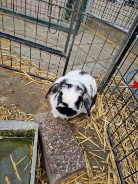 Lief hangoor konijn