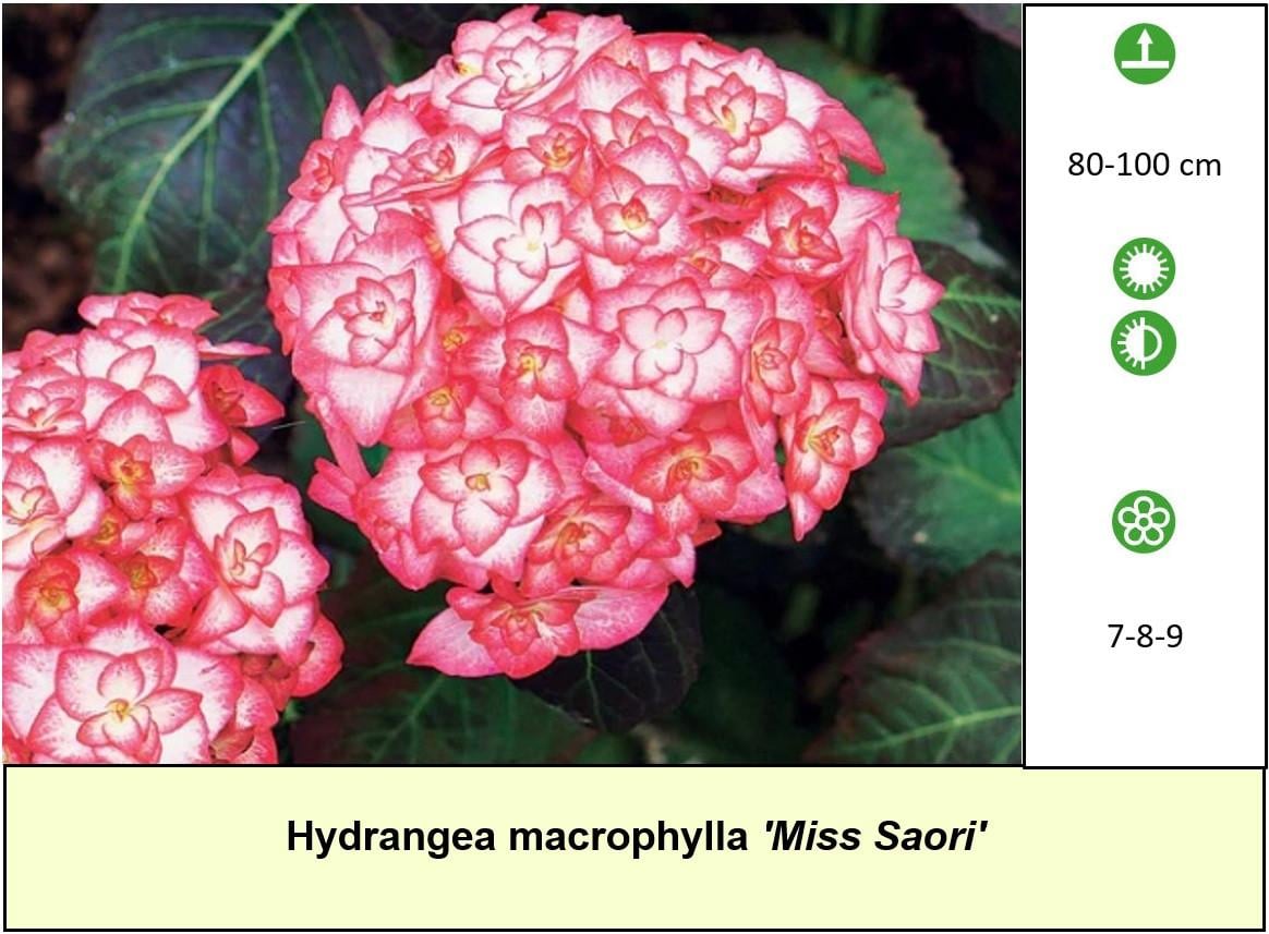 Bijzondere Hortensia's aangeboden ! 5 euro per stuk.