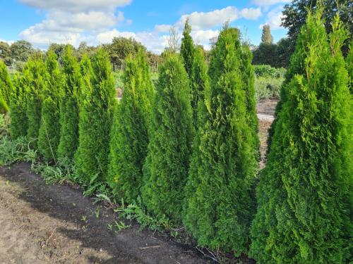 Thuja Smaragd coniferen in alle maten leverbaar