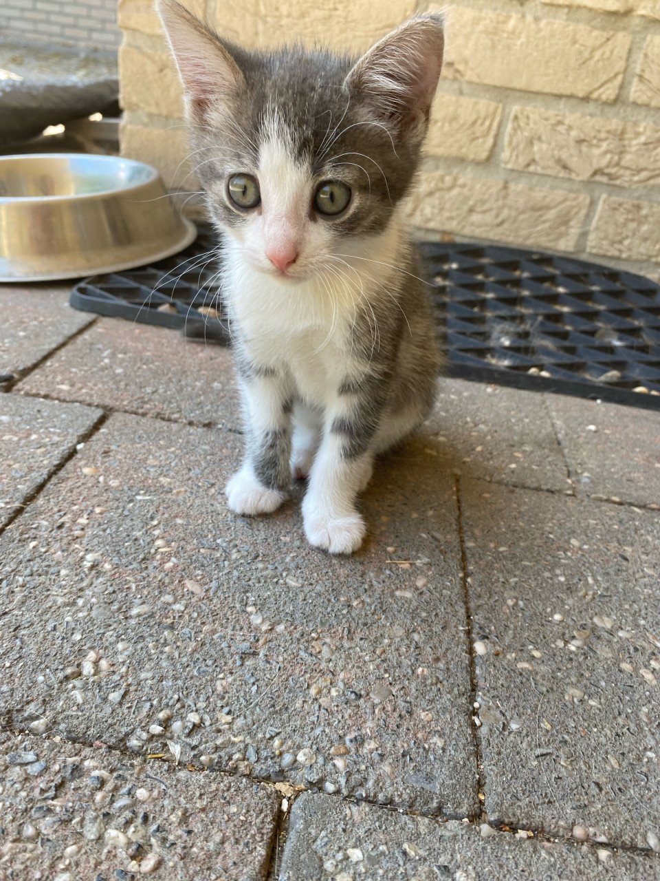 Kittens