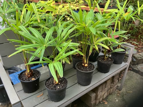 Palmen Chamaerops humilis