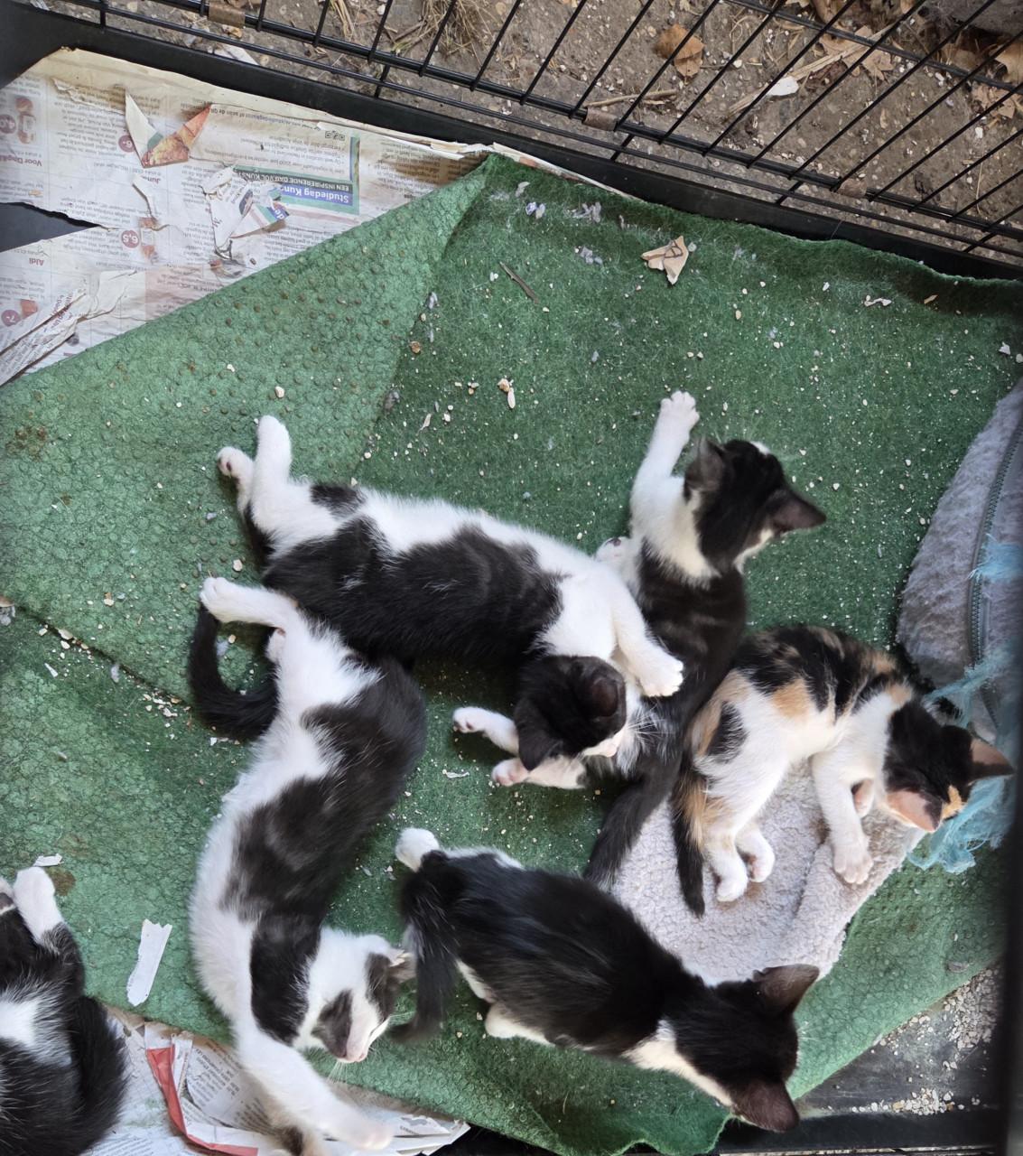 Kittens