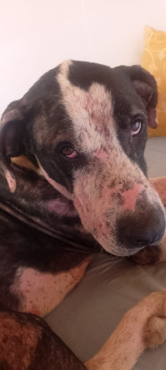 Alora Dog Rescue: Onyx, op tijd gered en nu klaar voor een nieuwe start