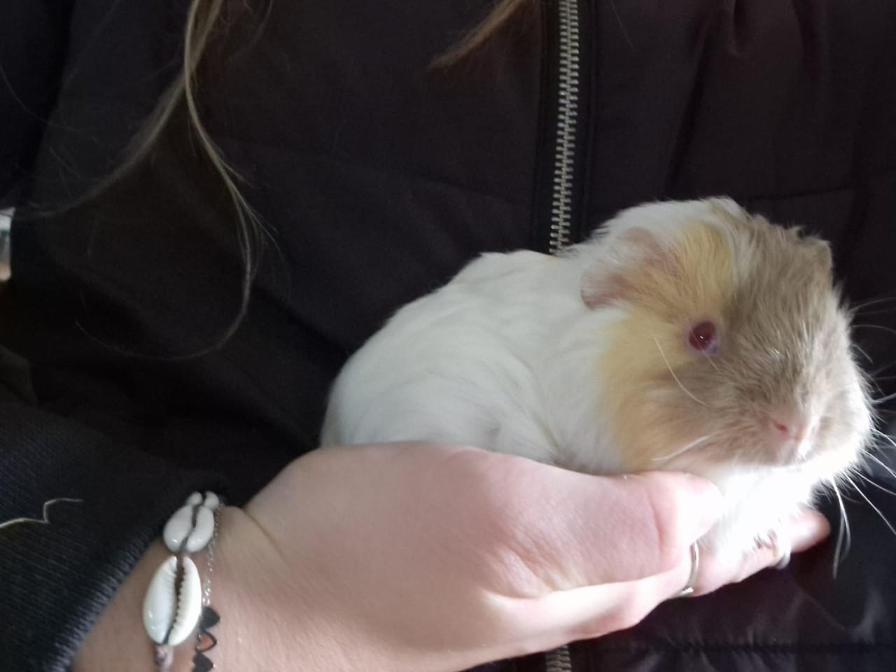 Schattige cavia’s!!