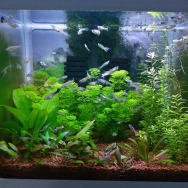 Blue platium endlers