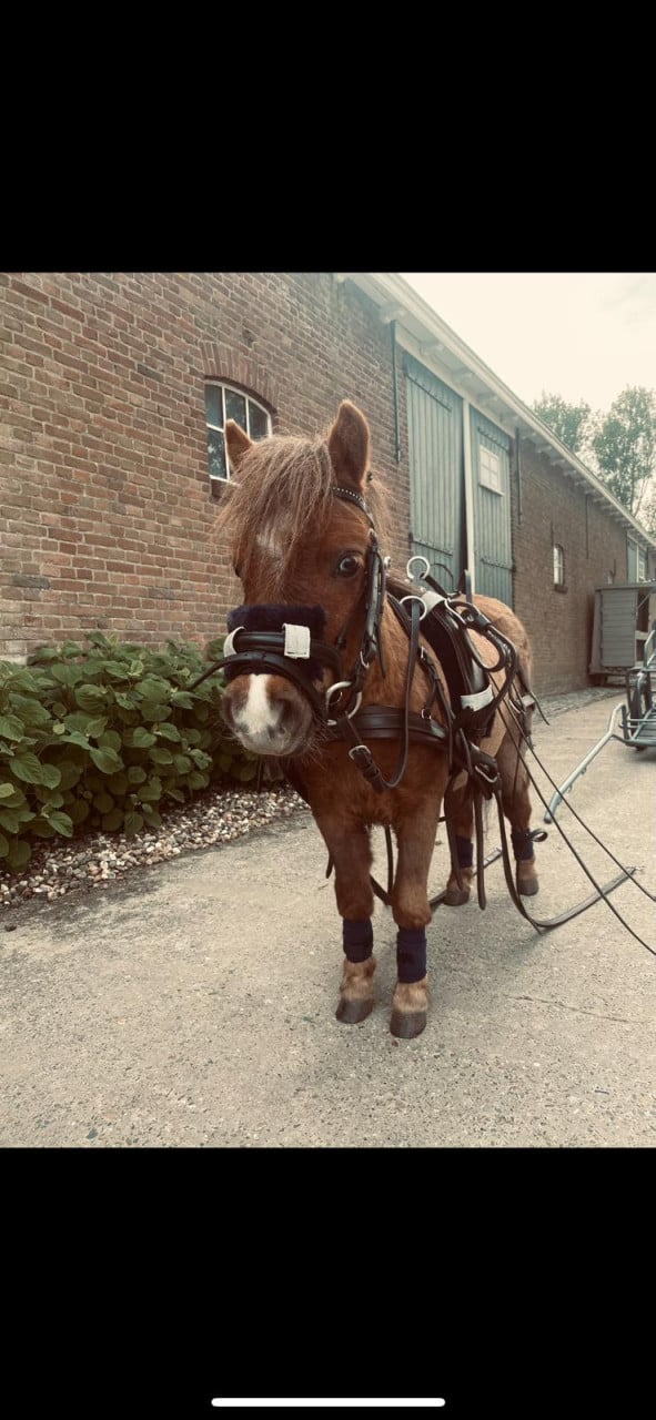 2 lieve shetlanders te koop