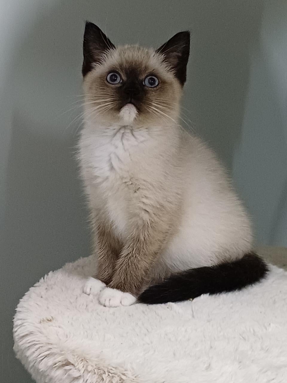 Mooie Brits Korthaar x Ragdoll kittens mogen verhuizen.