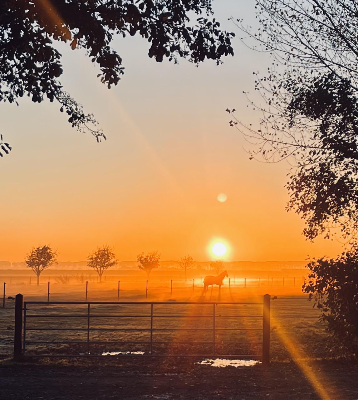 Paardenstalling per direct