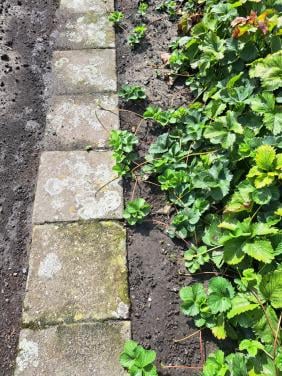 Aardbeien planten  Sonata