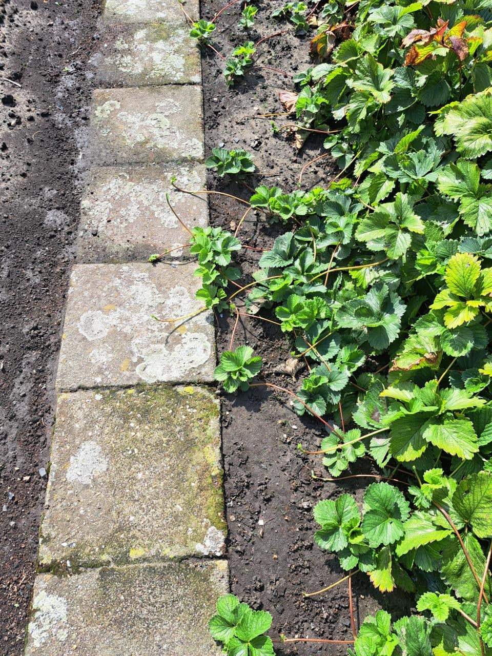 Aardbeien planten  Sonata