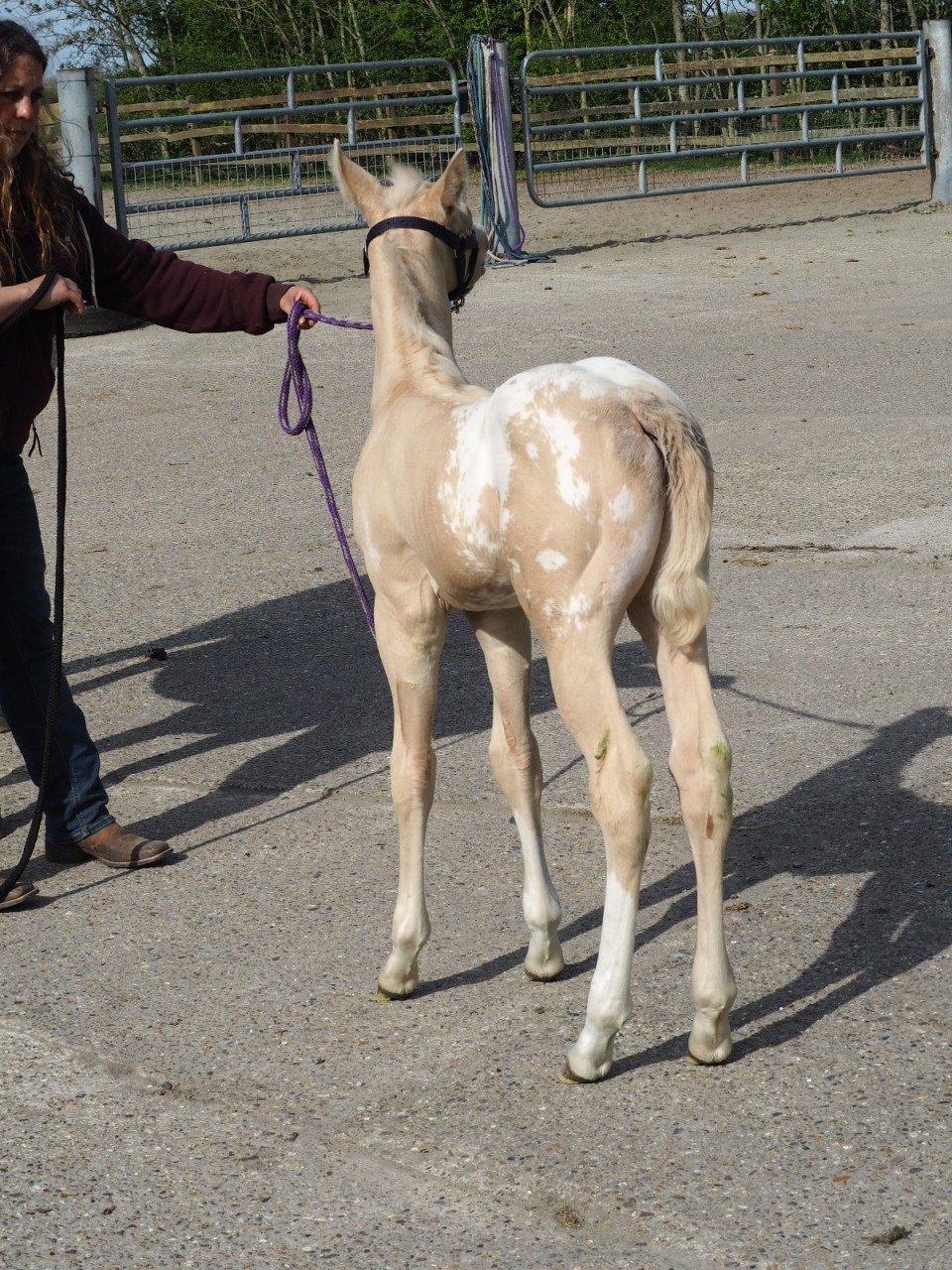Cremello Blanket ApHC Amerikaanse appaloosa veulen nu te reserveren!