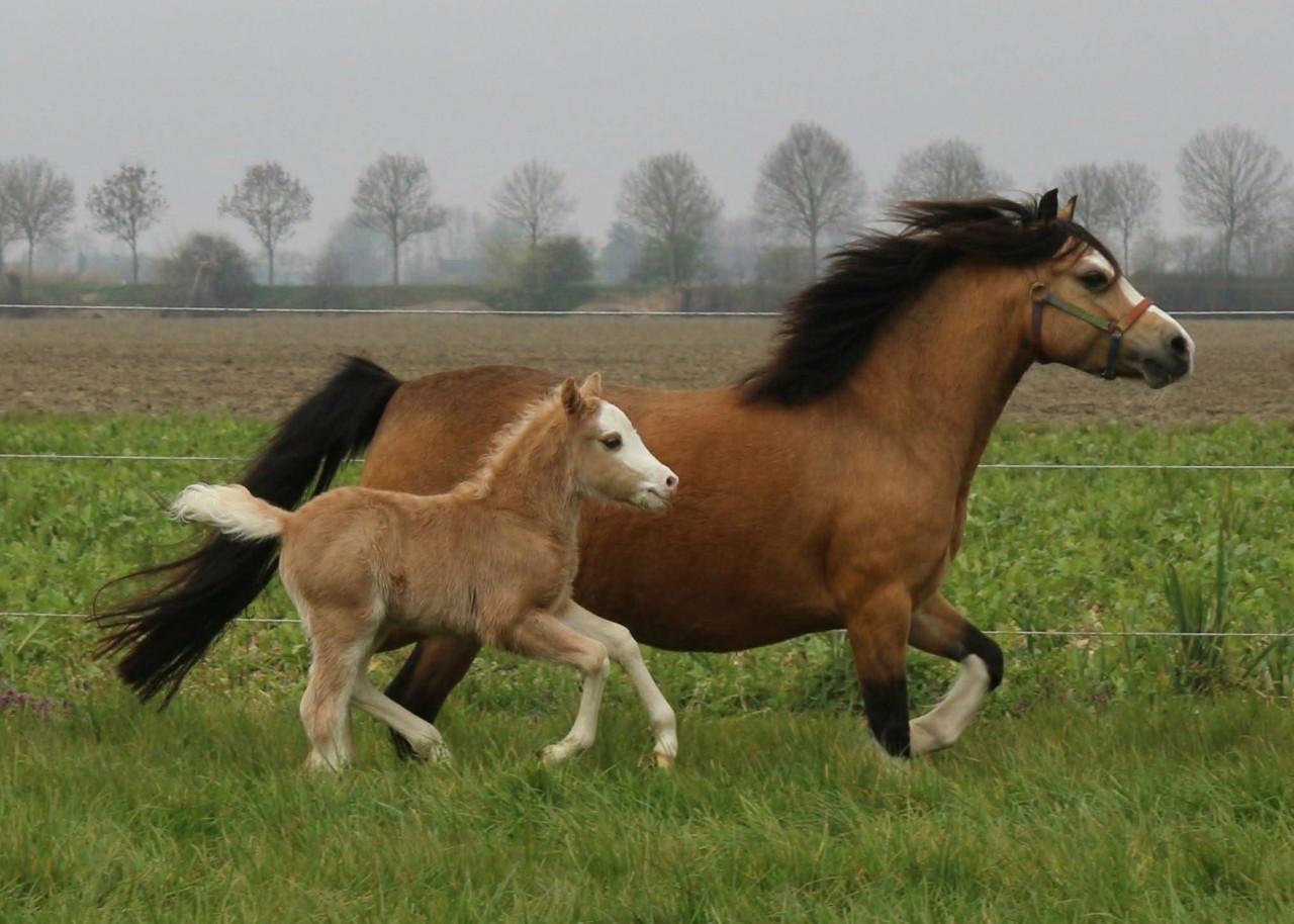 Bruine Welsh A hengst - 3 jaar