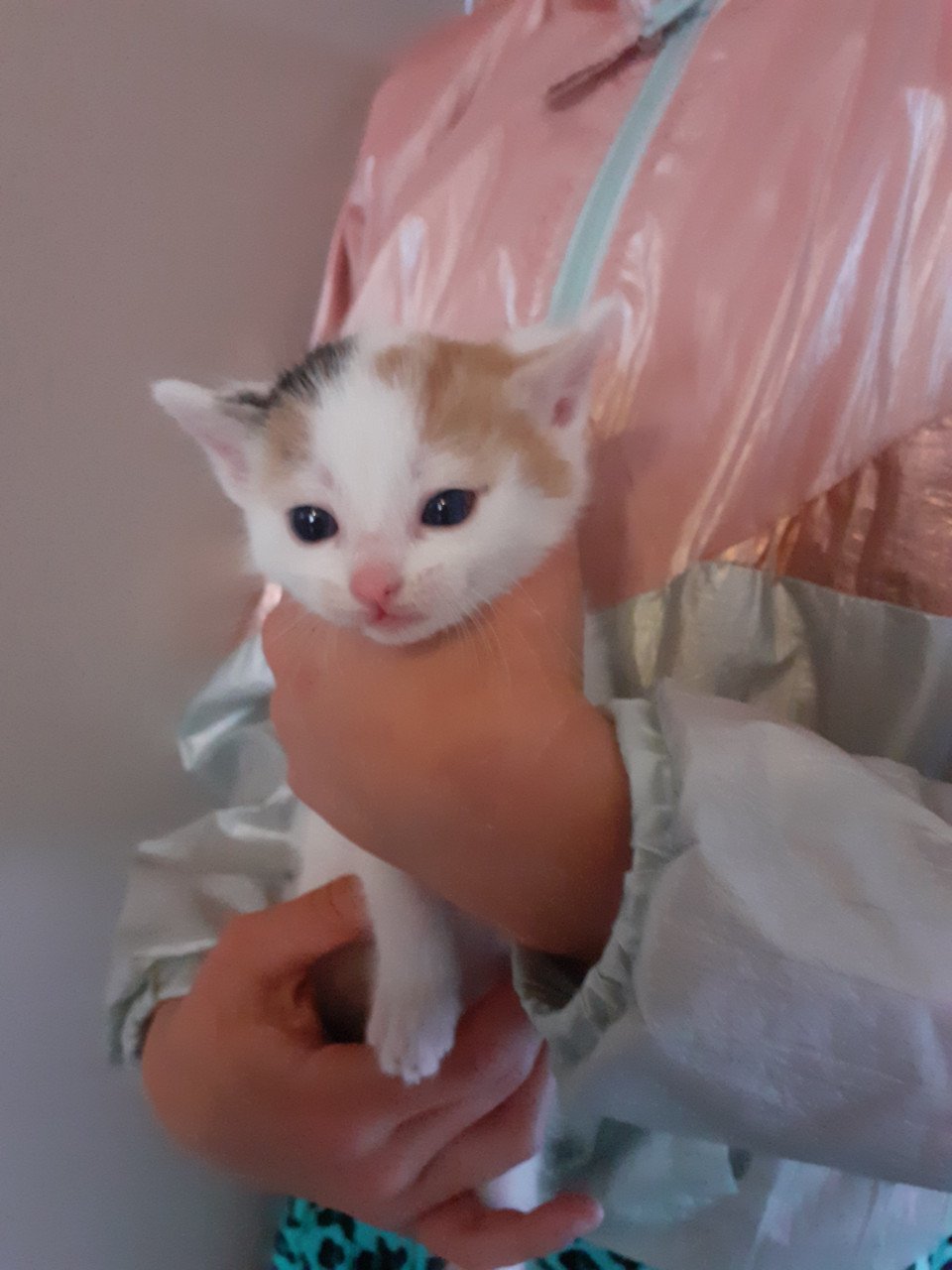 Kittens