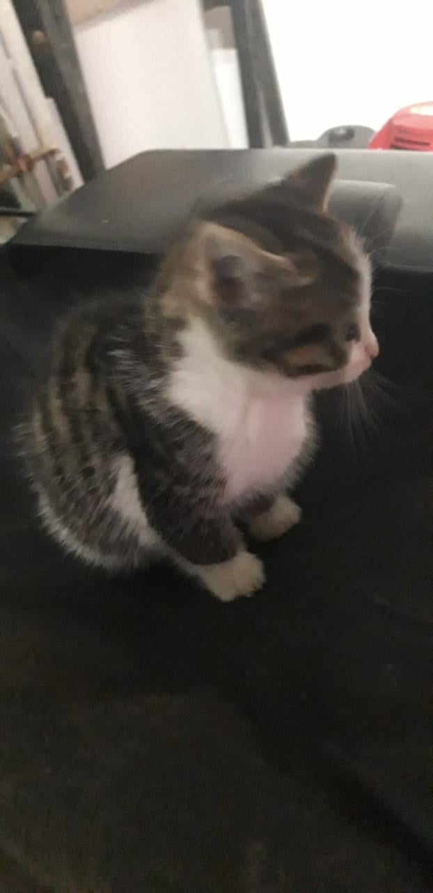 Wij 4 broertjes zoeken een nieuw baasje