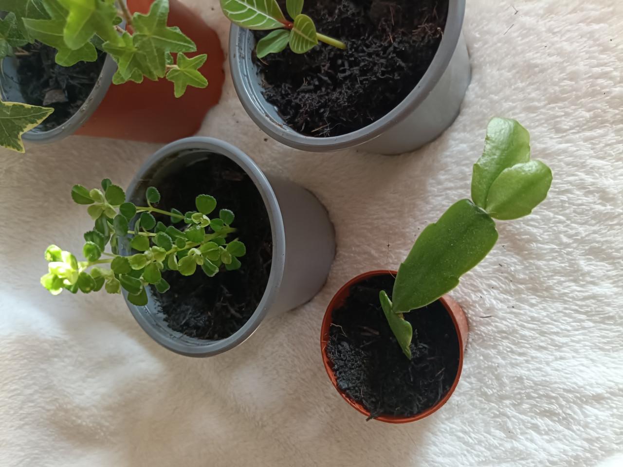 Jonge kleine kamerplantjes setje van 5