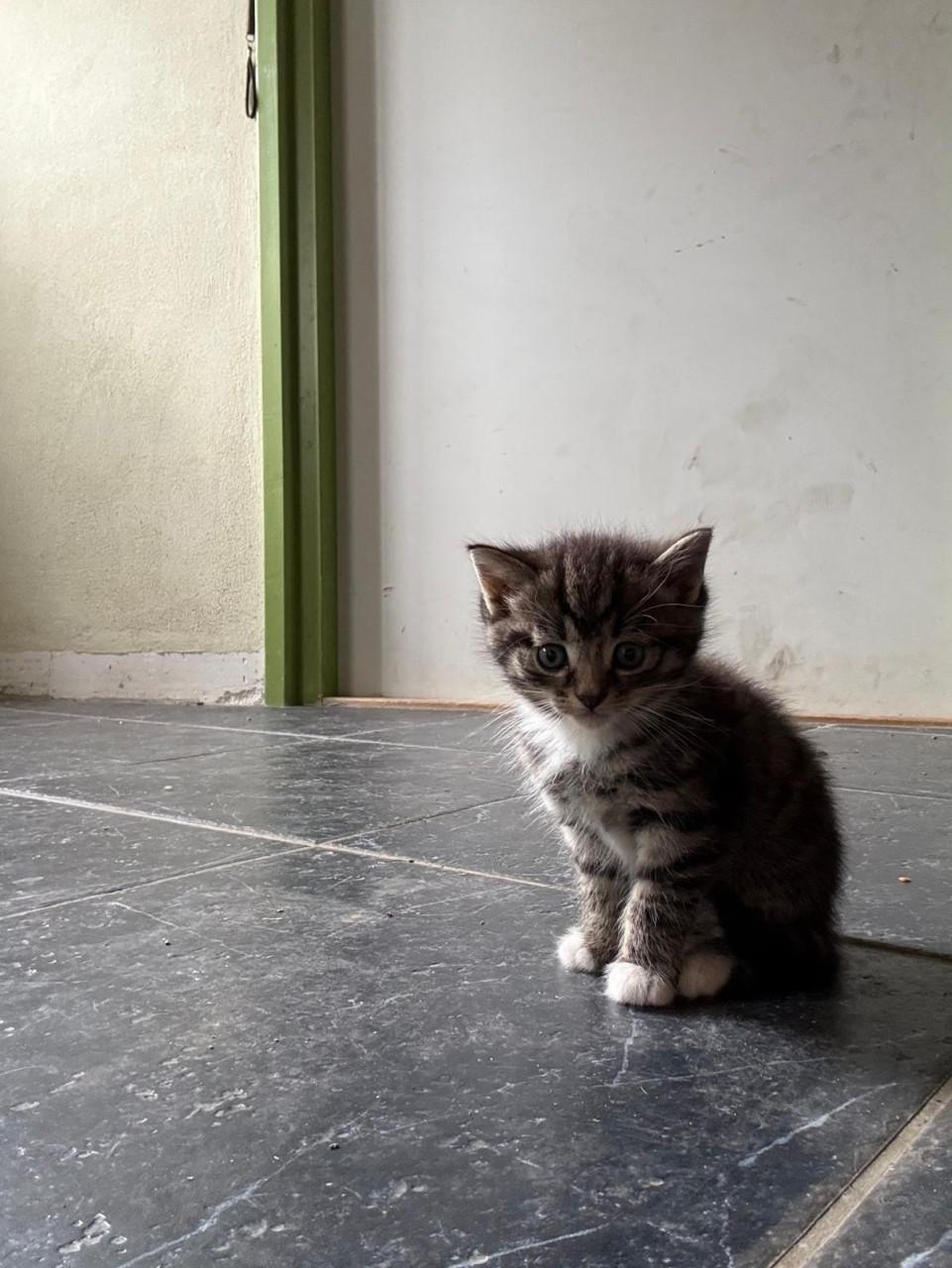 6 Kittens te koop!