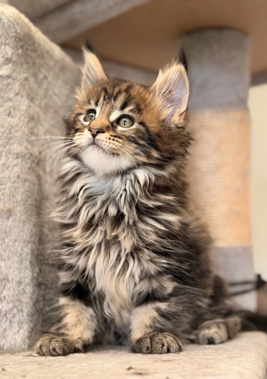 Maine Coon kittens