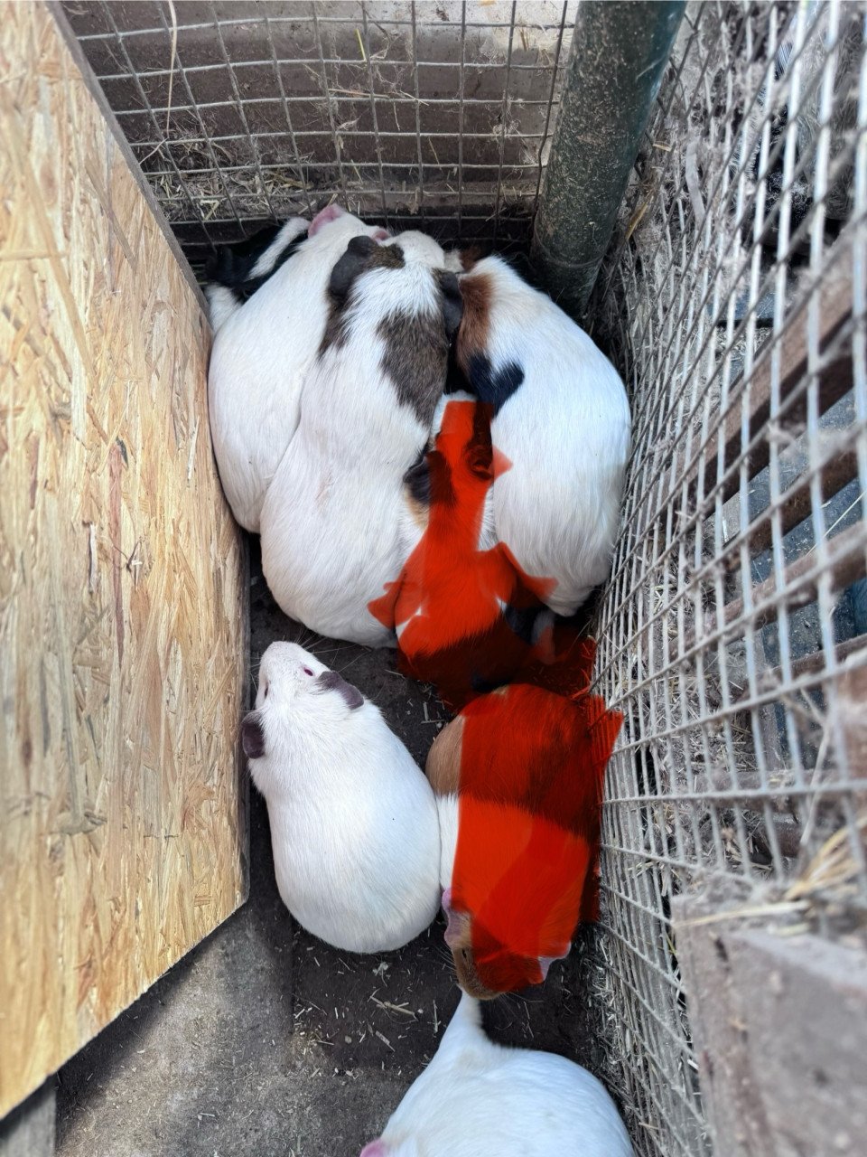 Cavia vrouwtjes volwassen