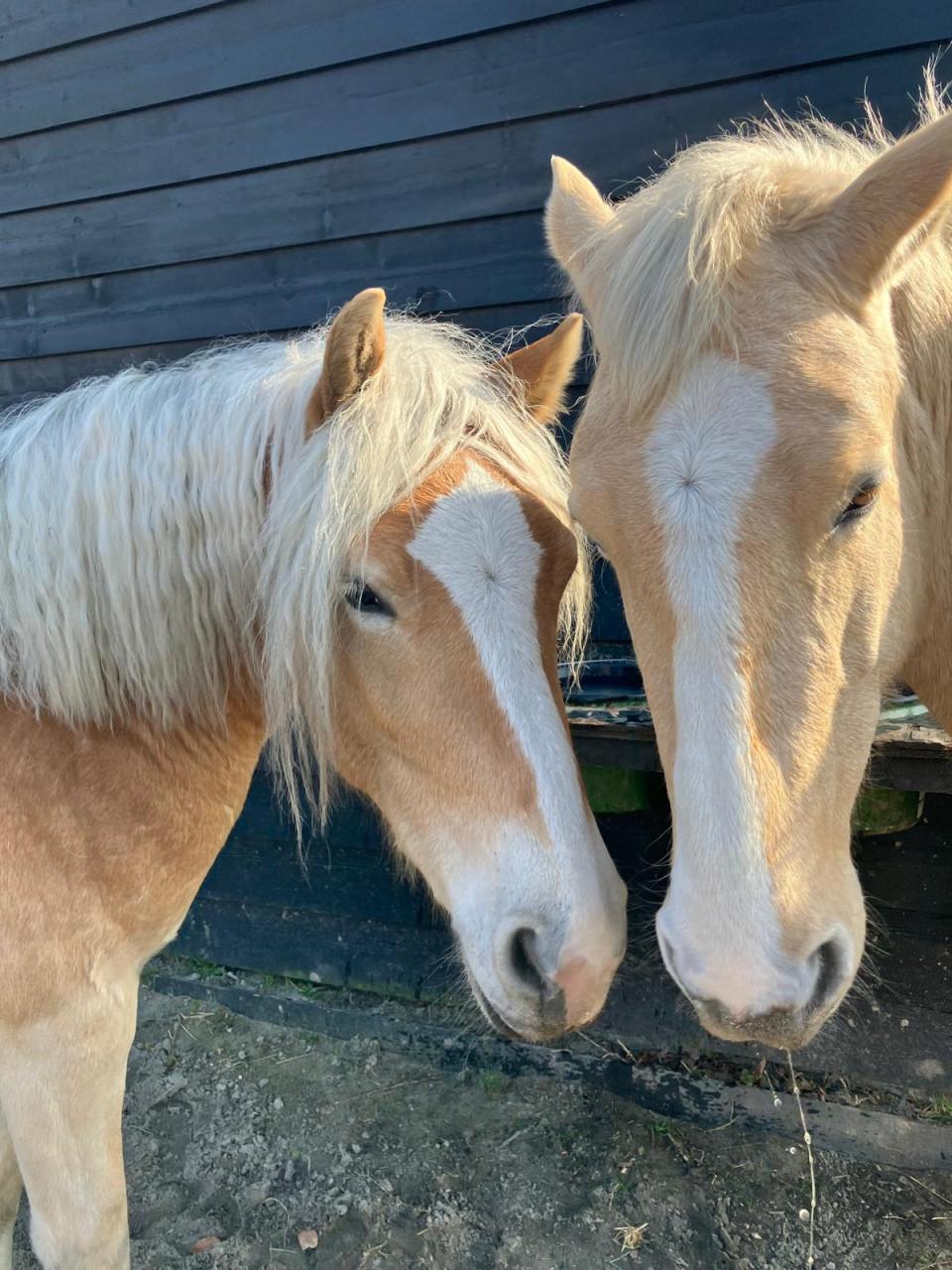 5-jarige Palomino PRE merrie