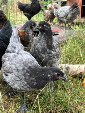 Australorp