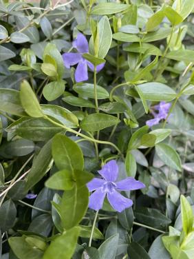 Maagdenpalm Vinca major
