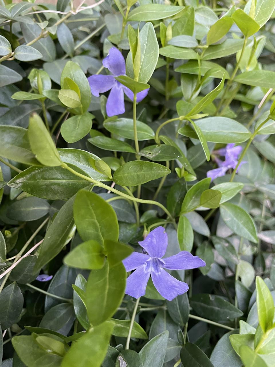 Maagdenpalm Vinca major