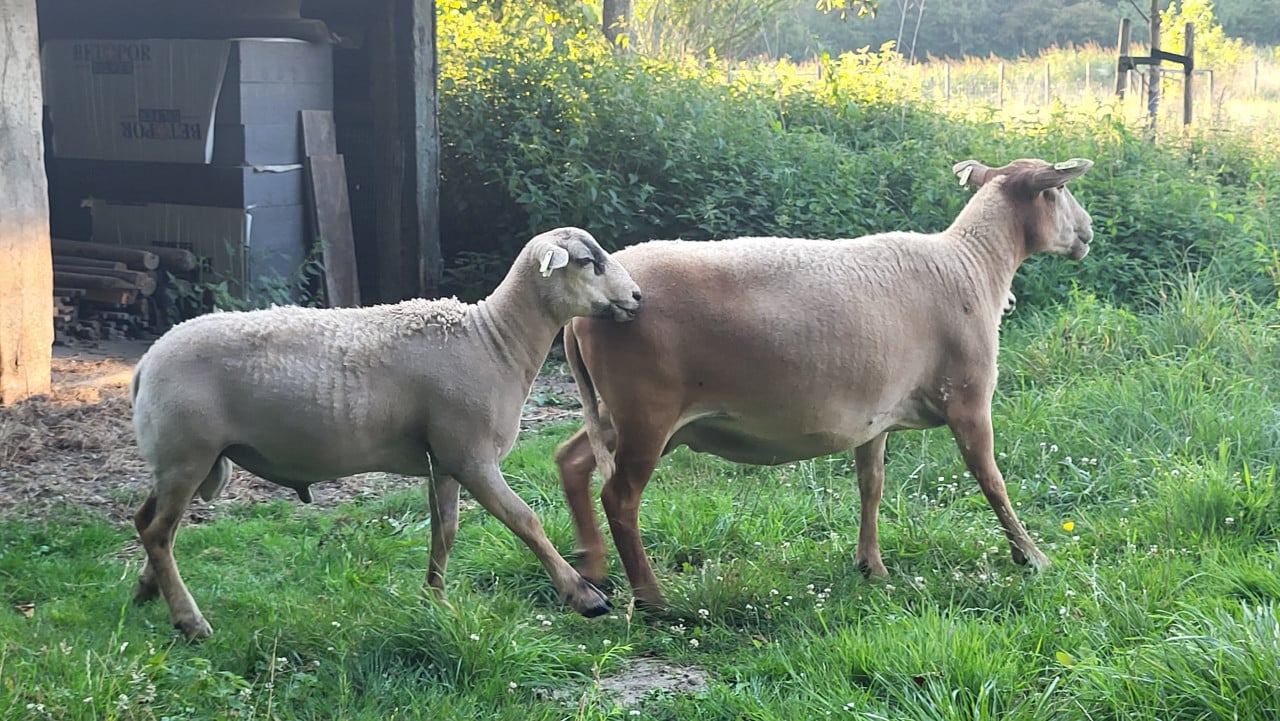 Maasduinram te koop