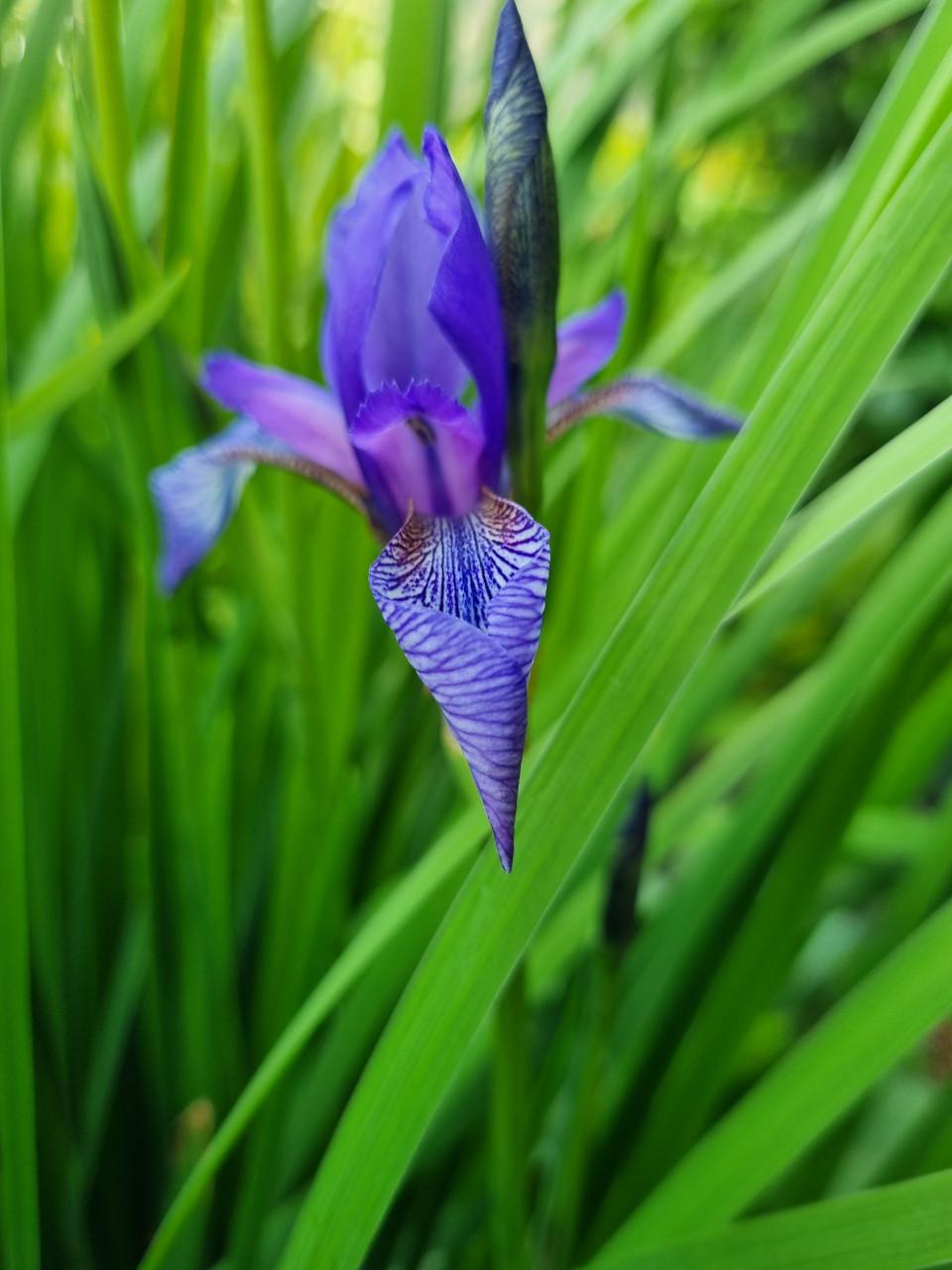 Paarse irissen (smal blad)