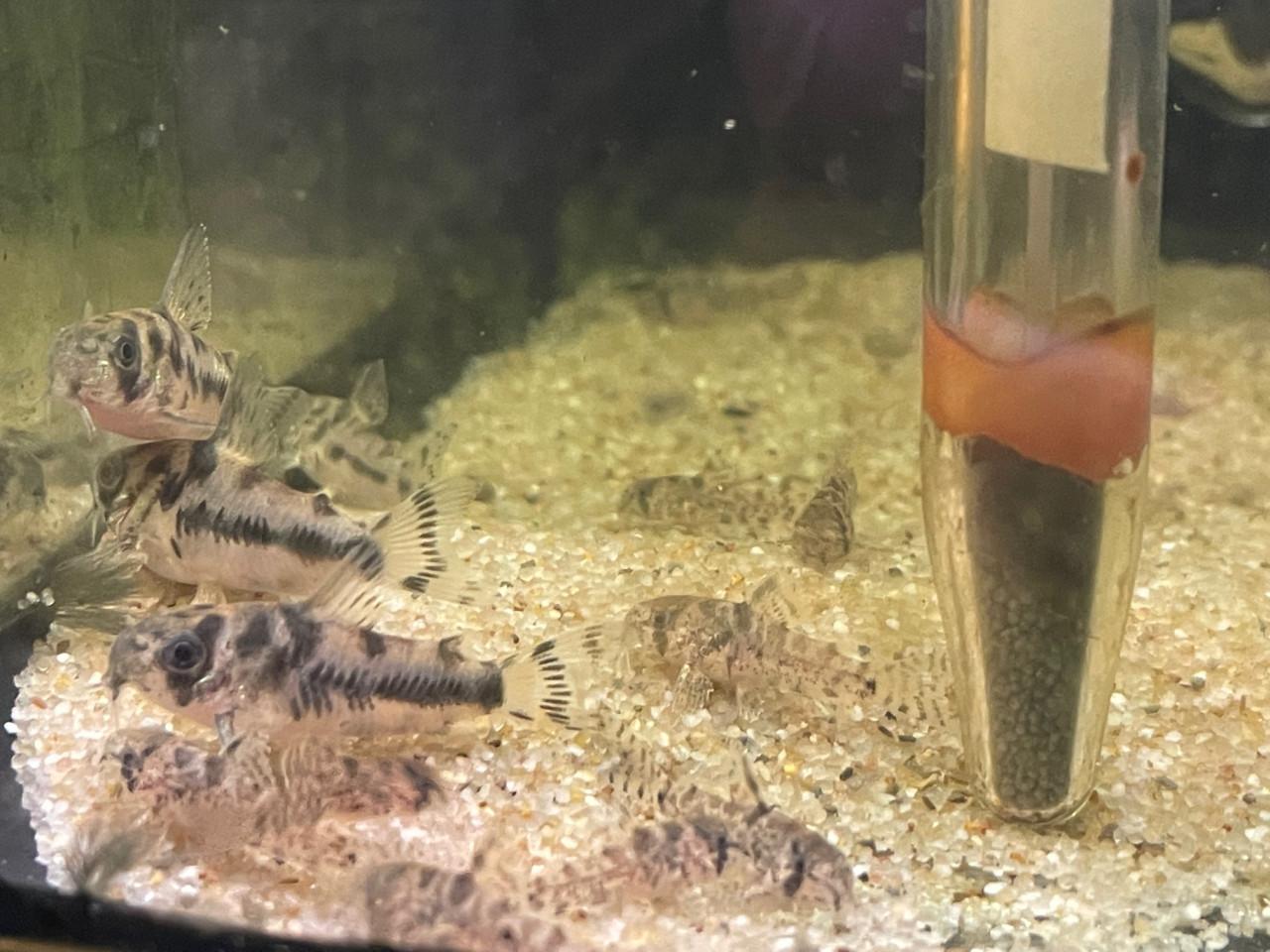 Hoplisoma (Corydoras) Boesemani