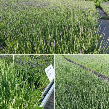 Lavendel