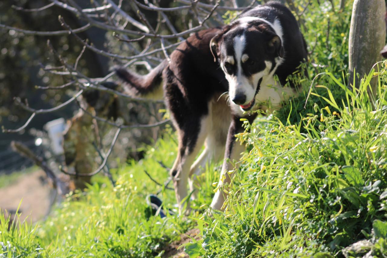 Alora Dog Rescue: Bibi wacht al zo lang op het juiste baasje