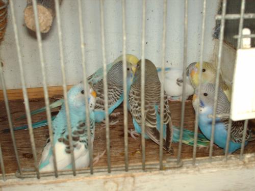 Te koop : 5  Jonge grasparkieten.